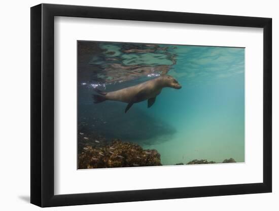 Galapagos Sea Lion Underwater, Galapagos, Ecuador-Pete Oxford-Framed Photographic Print