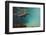 Galapagos Sea Lion Underwater, Galapagos, Ecuador-Pete Oxford-Framed Photographic Print