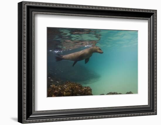 Galapagos Sea Lion Underwater, Galapagos, Ecuador-Pete Oxford-Framed Photographic Print