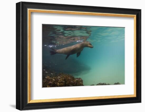 Galapagos Sea Lion Underwater, Galapagos, Ecuador-Pete Oxford-Framed Photographic Print