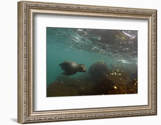 Galapagos Sea Lion Underwater, Galapagos, Ecuador-Pete Oxford-Framed Photographic Print