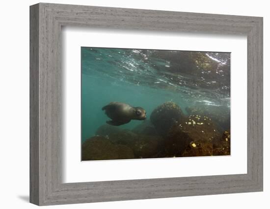 Galapagos Sea Lion Underwater, Galapagos, Ecuador-Pete Oxford-Framed Photographic Print