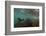 Galapagos Sea Lion Underwater, Galapagos, Ecuador-Pete Oxford-Framed Photographic Print