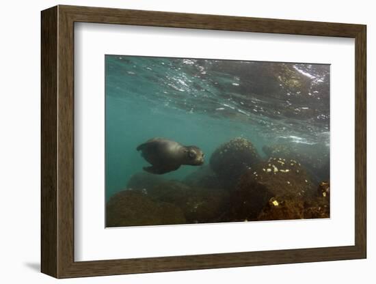 Galapagos Sea Lion Underwater, Galapagos, Ecuador-Pete Oxford-Framed Photographic Print