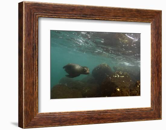 Galapagos Sea Lion Underwater, Galapagos, Ecuador-Pete Oxford-Framed Photographic Print