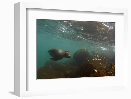 Galapagos Sea Lion Underwater, Galapagos, Ecuador-Pete Oxford-Framed Photographic Print