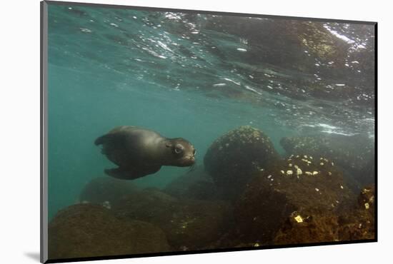 Galapagos Sea Lion Underwater, Galapagos, Ecuador-Pete Oxford-Mounted Photographic Print