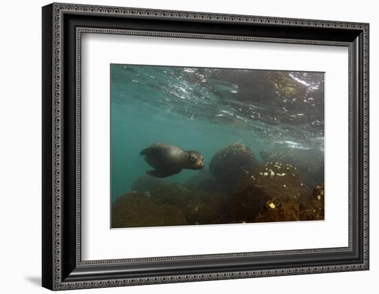 Galapagos Sea Lion Underwater, Galapagos, Ecuador-Pete Oxford-Framed Photographic Print