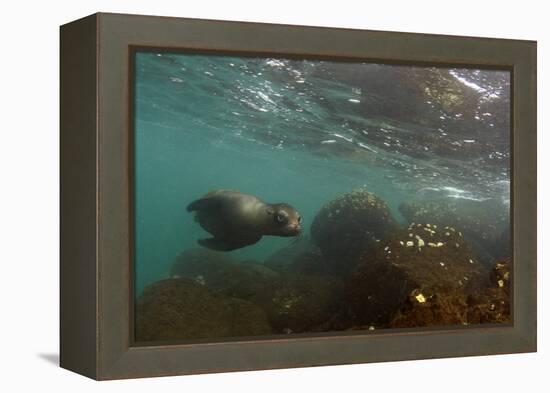 Galapagos Sea Lion Underwater, Galapagos, Ecuador-Pete Oxford-Framed Premier Image Canvas