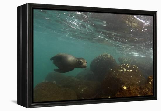 Galapagos Sea Lion Underwater, Galapagos, Ecuador-Pete Oxford-Framed Premier Image Canvas