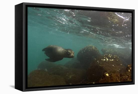 Galapagos Sea Lion Underwater, Galapagos, Ecuador-Pete Oxford-Framed Premier Image Canvas