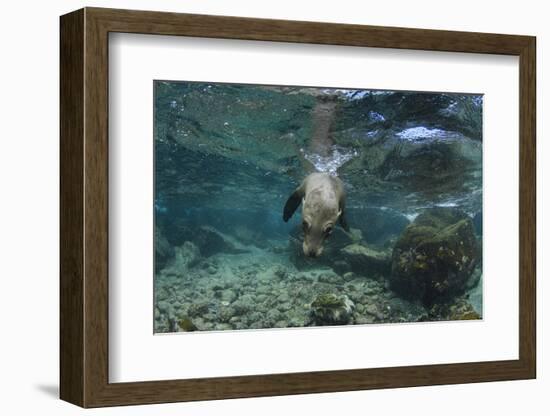 Galapagos Sea Lion Underwater, Galapagos, Ecuador-Pete Oxford-Framed Photographic Print