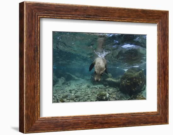 Galapagos Sea Lion Underwater, Galapagos, Ecuador-Pete Oxford-Framed Photographic Print