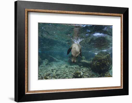 Galapagos Sea Lion Underwater, Galapagos, Ecuador-Pete Oxford-Framed Photographic Print