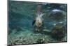 Galapagos Sea Lion Underwater, Galapagos, Ecuador-Pete Oxford-Mounted Photographic Print