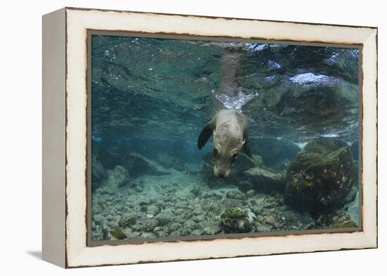 Galapagos Sea Lion Underwater, Galapagos, Ecuador-Pete Oxford-Framed Premier Image Canvas