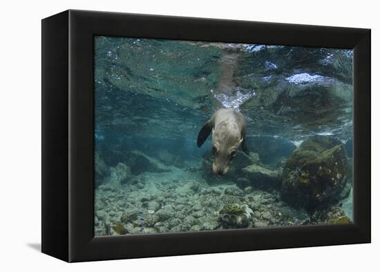 Galapagos Sea Lion Underwater, Galapagos, Ecuador-Pete Oxford-Framed Premier Image Canvas