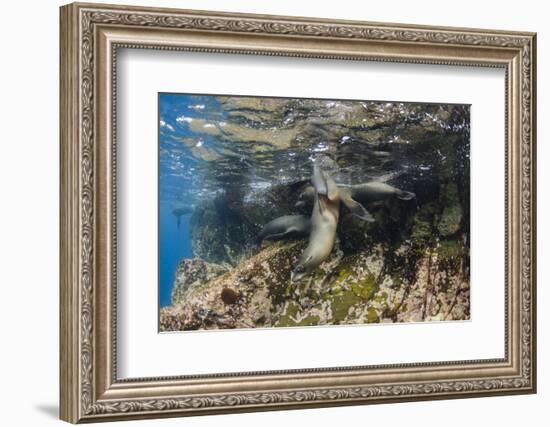 Galapagos Sea Lion Underwater, Galapagos, Ecuador-Pete Oxford-Framed Photographic Print