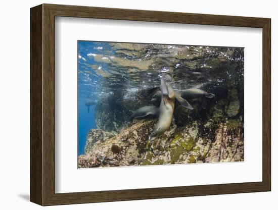 Galapagos Sea Lion Underwater, Galapagos, Ecuador-Pete Oxford-Framed Photographic Print