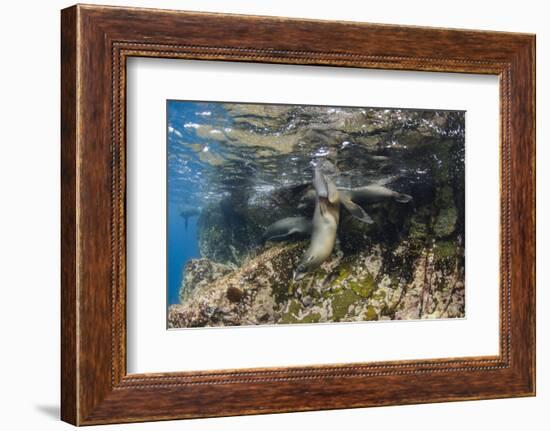 Galapagos Sea Lion Underwater, Galapagos, Ecuador-Pete Oxford-Framed Photographic Print