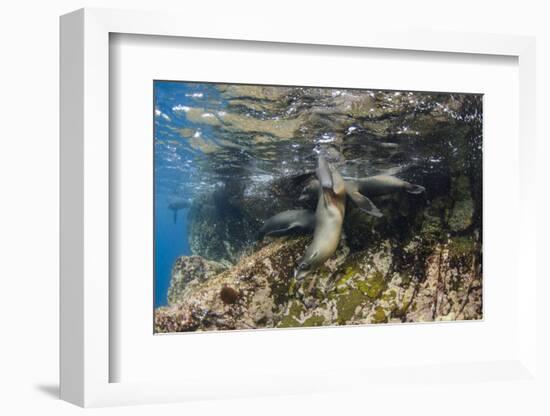 Galapagos Sea Lion Underwater, Galapagos, Ecuador-Pete Oxford-Framed Photographic Print