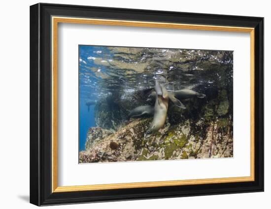 Galapagos Sea Lion Underwater, Galapagos, Ecuador-Pete Oxford-Framed Photographic Print