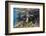 Galapagos Sea Lion Underwater, Galapagos, Ecuador-Pete Oxford-Framed Photographic Print