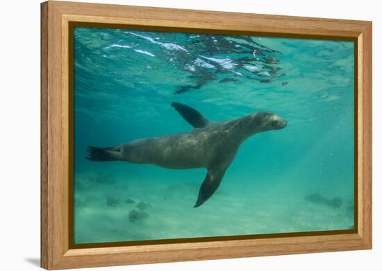 Galapagos Sea Lion Underwater, Galapagos, Ecuador-Pete Oxford-Framed Premier Image Canvas