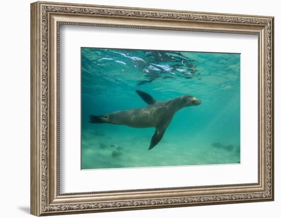 Galapagos Sea Lion Underwater, Galapagos, Ecuador-Pete Oxford-Framed Photographic Print