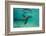 Galapagos Sea Lion Underwater, Galapagos, Ecuador-Pete Oxford-Framed Photographic Print