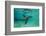 Galapagos Sea Lion Underwater, Galapagos, Ecuador-Pete Oxford-Framed Photographic Print