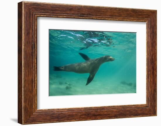 Galapagos Sea Lion Underwater, Galapagos, Ecuador-Pete Oxford-Framed Photographic Print