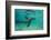 Galapagos Sea Lion Underwater, Galapagos, Ecuador-Pete Oxford-Framed Photographic Print