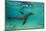 Galapagos Sea Lion Underwater, Galapagos, Ecuador-Pete Oxford-Mounted Photographic Print