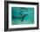 Galapagos Sea Lion Underwater, Galapagos, Ecuador-Pete Oxford-Framed Photographic Print