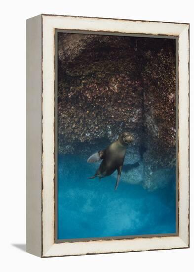 Galapagos Sea Lion Underwater, Galapagos, Ecuador-Pete Oxford-Framed Premier Image Canvas