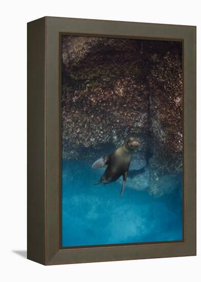 Galapagos Sea Lion Underwater, Galapagos, Ecuador-Pete Oxford-Framed Premier Image Canvas