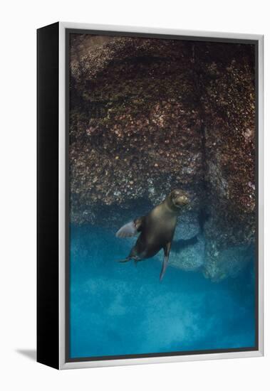 Galapagos Sea Lion Underwater, Galapagos, Ecuador-Pete Oxford-Framed Premier Image Canvas