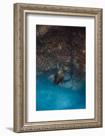 Galapagos Sea Lion Underwater, Galapagos, Ecuador-Pete Oxford-Framed Photographic Print