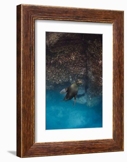 Galapagos Sea Lion Underwater, Galapagos, Ecuador-Pete Oxford-Framed Photographic Print