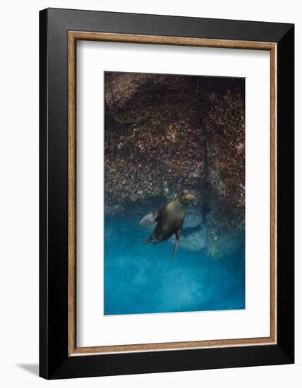 Galapagos Sea Lion Underwater, Galapagos, Ecuador-Pete Oxford-Framed Photographic Print