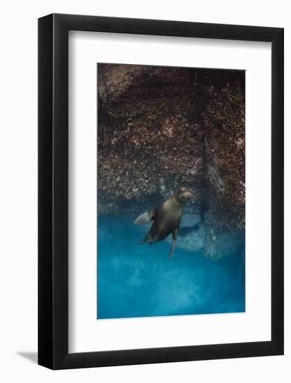 Galapagos Sea Lion Underwater, Galapagos, Ecuador-Pete Oxford-Framed Photographic Print