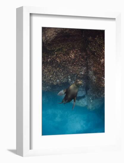 Galapagos Sea Lion Underwater, Galapagos, Ecuador-Pete Oxford-Framed Photographic Print