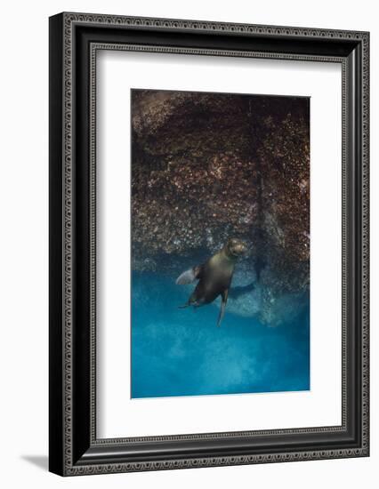 Galapagos Sea Lion Underwater, Galapagos, Ecuador-Pete Oxford-Framed Photographic Print