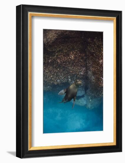 Galapagos Sea Lion Underwater, Galapagos, Ecuador-Pete Oxford-Framed Photographic Print