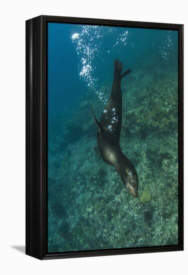 Galapagos Sea Lion Underwater, Galapagos, Ecuador-Pete Oxford-Framed Premier Image Canvas