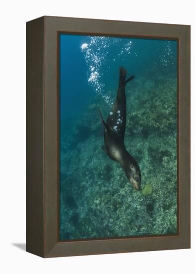 Galapagos Sea Lion Underwater, Galapagos, Ecuador-Pete Oxford-Framed Premier Image Canvas