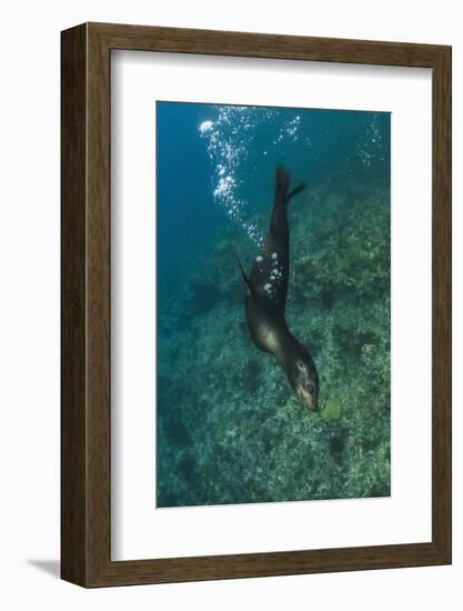 Galapagos Sea Lion Underwater, Galapagos, Ecuador-Pete Oxford-Framed Photographic Print