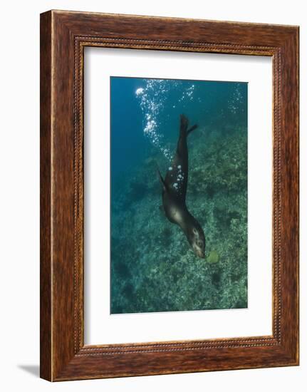 Galapagos Sea Lion Underwater, Galapagos, Ecuador-Pete Oxford-Framed Photographic Print