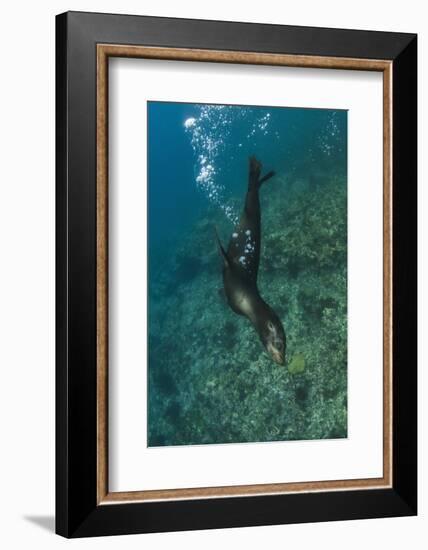 Galapagos Sea Lion Underwater, Galapagos, Ecuador-Pete Oxford-Framed Photographic Print